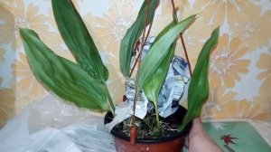 Распаковка орхидеи Стангопея Окулата Stanhopea oculata