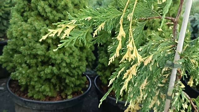 Кіпарисовик нутканський Глорія Полоніка смотреть онлайн