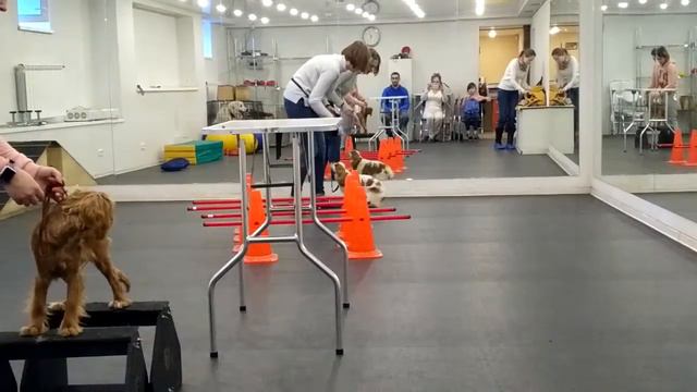 ККЧС подготовка к выставке первая тренировка