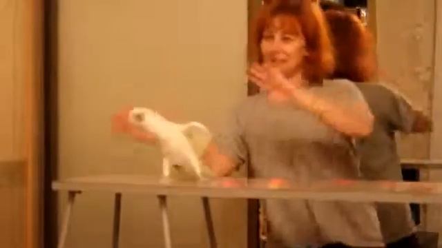 Попугай танцует Ламбаду смотреть онлайн