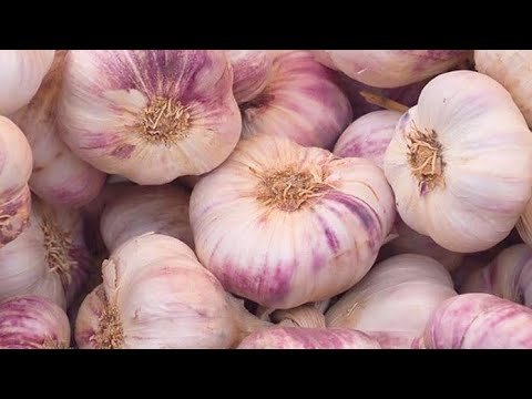 Уборка и омоложение чеснока.