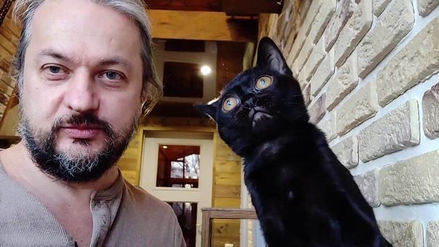 #БОМИНКА / Бомбейская кошка / Bombay kitten смотреть онлайн