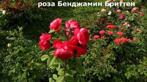Моя коллекция, красные и прекрасные розы Д.Остина! Самые ТОПовые сорта.