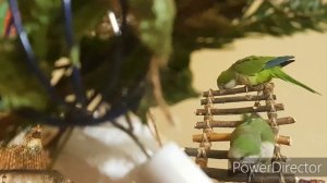 ПЕНИЕ СОЛОВЬЯ И ЛЕСНЫХ ПТИЦ!  УРОК ДЛЯ ПОПУГАЯ.