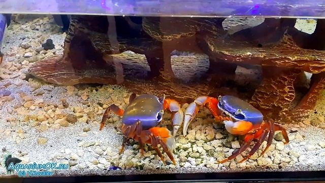 Красный Дьявол Red Devil Geosesarma Hagen и Радужный краб Rainbow crab - Cardisoma armatum едят ГС смотреть онлайн