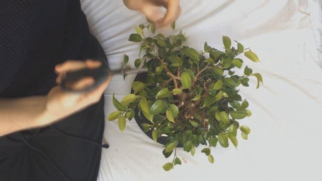 Fusion Ficus Benjamina Bonsai, 3 смотреть онлайн