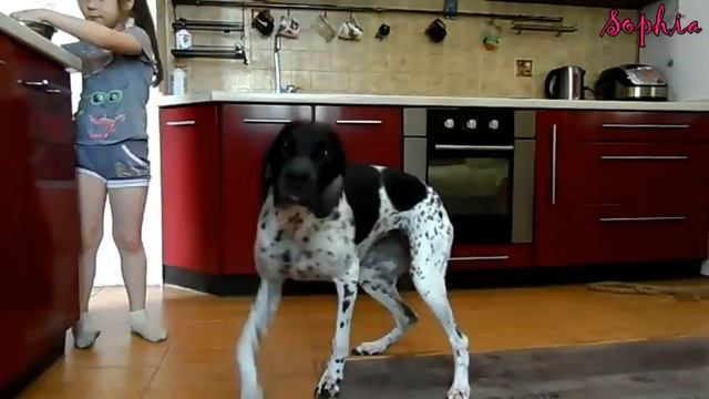 Дрессировка. Dog training. Пойнтер. Pointer смотреть онлайн