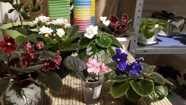 Что делать с фиалками весной? Уход на разных стадиях развития! смотреть онлайн