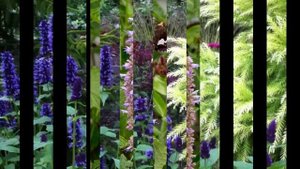 ЛОФАНТ  или  МЯТА  /AGASTACHE( растения/plants)( HD slide show)!