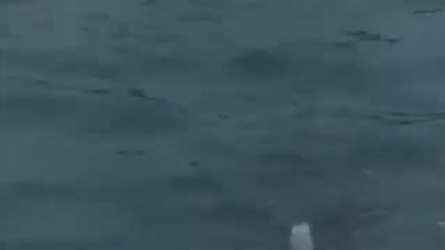 Как ловят спиннингом на виброхвост с поплавком полосатого лаврака (Morone saxatilis) на р. Тринити?