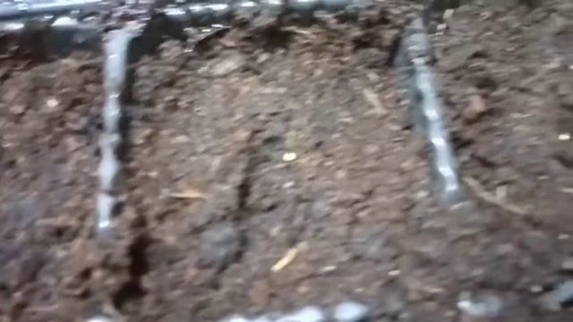 Сею петунии. Пользуюсь советами Бориса Борисова. смотреть онлайн