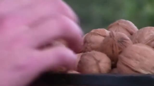 *Walnut Tree Sale* +Juglans Nigra+Huge NC Native Walnuts+ смотреть онлайн