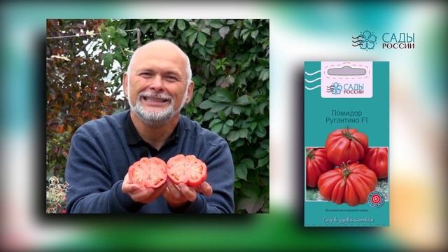 Экстраординарный помидор РУГАНТИНО смотреть онлайн