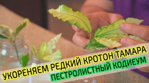 Укореняем кротон Тамара в воде. Размножение Кодиеума. Часть 1