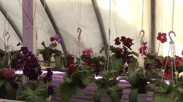 стрепсы 9 января 2013 смотреть онлайн