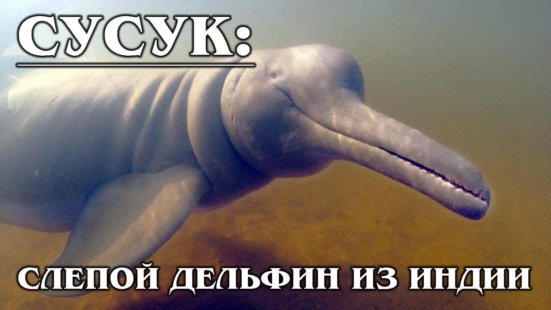 СУСУК: "Слепой" и очень редкий дельфин из реки Ганг | Интересные факты про дельфинов и животных