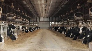 USLGE | Dairy | U.S. Dairy Cattle Genetics and Opportunities (English)