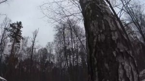 Как спилить дерево частями