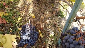 ФАРАОН  Отличный сентябрьский виноград