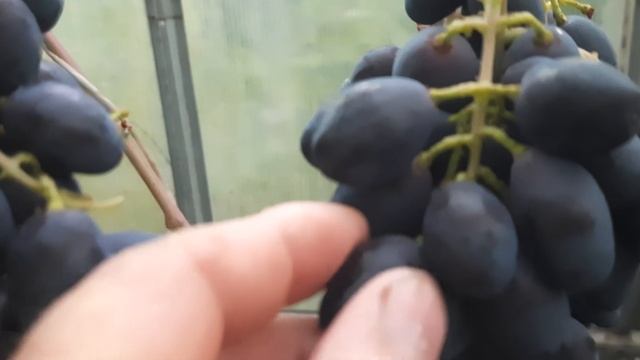 Виноград ромбик . Описание сорта. смотреть онлайн