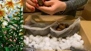 Растения из питомника #Распаковка посылки#10-04-2024 сад#огород#дача#пруд#грядки#растения