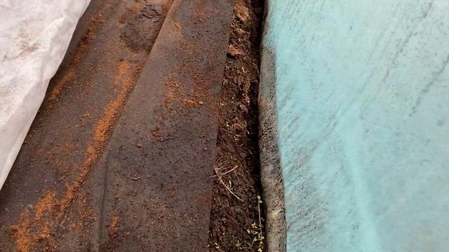 Выращивание арбузов. У нас резкое похолодание,как я оберегаю будущую рассаду.