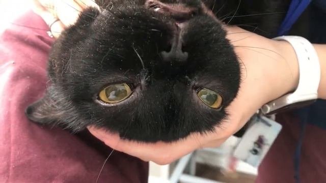 Позиционный вертикальный нистагм у кота / Positional Vertical Nystagmus In A Cat