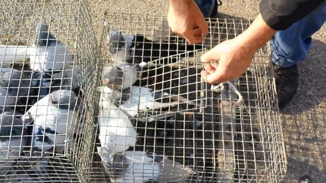 (2 серия) Продажа голубей в Ставрополе. Бруснёвский рынок. (17.10.2021) смотреть онлайн