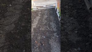 посев амаранта