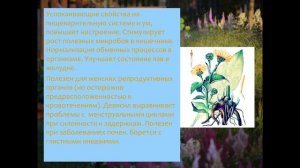 Природная аптека: полезные свойства девясила