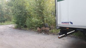 Дикие кабанчики пришли в гости.