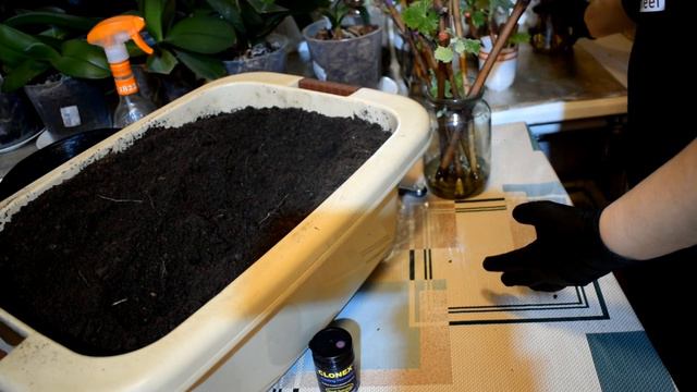 Clonex gel - 100% результат при укоренении черенков винограда