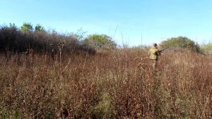 ОХОТА НА ФАЗАНА И КУРОПАТКУ