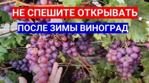 ОТКРЫВАТЬ ВИНОГРАД НЕ СПЕШИТЕ В АПРЕЛЕ - ПЛАН РАБОТ. КОГДА ОТКРЫТЬ  ВИНОГРАД ПОСЛЕ ЗИМЫ