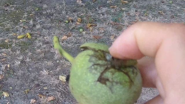 Как растет грецкий орех . Анапа 2022 смотреть онлайн