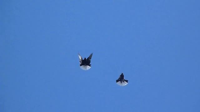 Молодые голуби Цихотских Георгия Архив смотреть онлайн