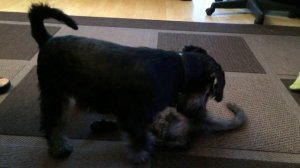 Мейн-кун и цвергшнауцер