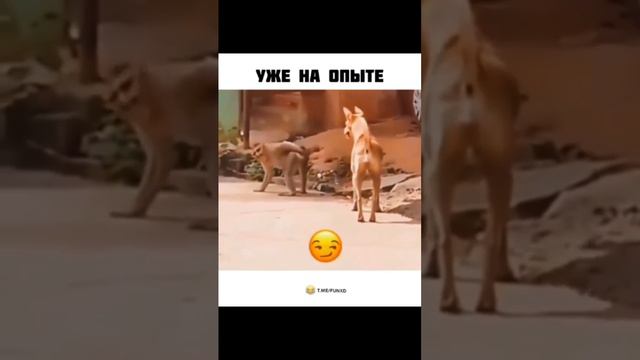 Береги дупло с молоду