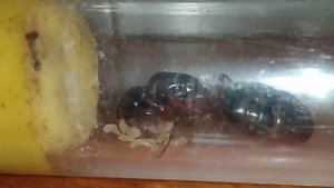 У маток появляются личинки #camponotus