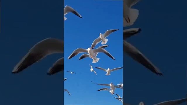 Сочи.....морпорт.mp4