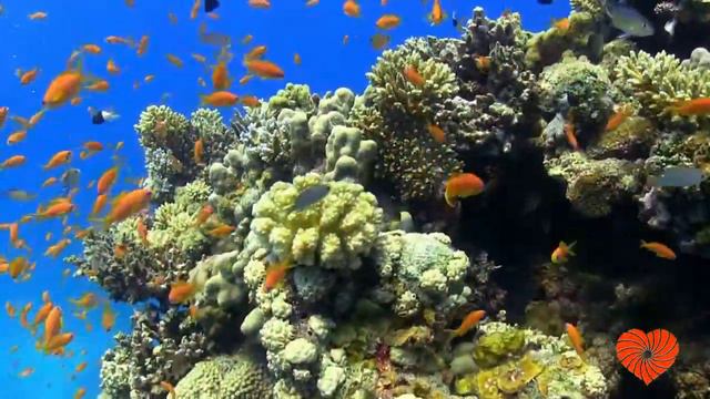 Марина Самсонова. Благожелание. смотреть онлайн