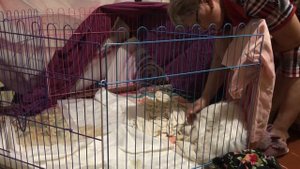 Роды Мальтийской Болонки.12 июля наша Ляля стала мамой#Ночные#роды.Щенки Мальтийской Болонки.