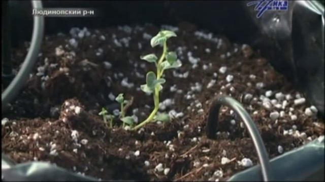 Фермерское хозяйство в Людиново смотреть онлайн