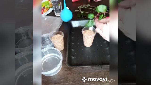 Укоренение фуксии и эписции в вермикулите. #фуксия#фуксии#вермикулит#цветы#комнатныерастения смотреть онлайн