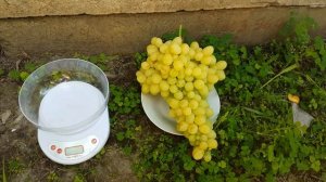 Виноград Лора /Флора