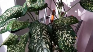 Диффенбахия пятнистая. Мои домашние хлопоты