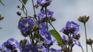 jacquemontia violacea Skyblue Clustervine