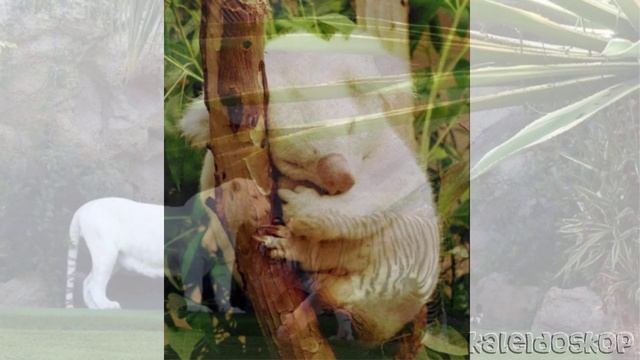 Животные-альбиносы, обреченные на страдания.