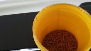 КАРП КОИ В АКВАРИУМЕ. июнь 2018