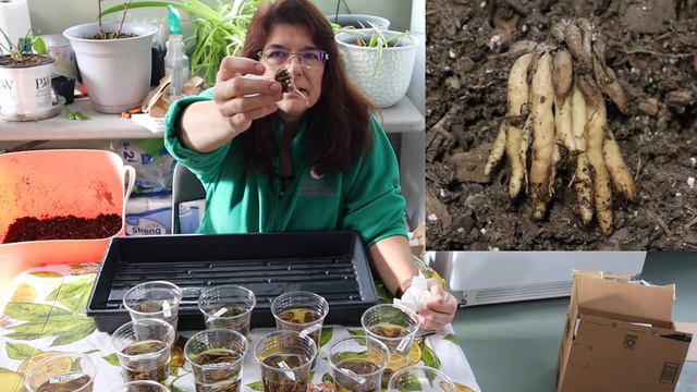 Pre Sprouting Ranunculus Corms🌺🌺// Gardening at the Simongetti North смотреть онлайн